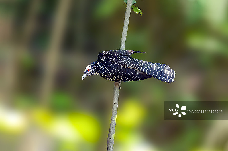 噪鹃（雌）图片素材