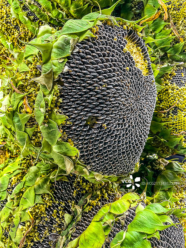 向日葵图片素材