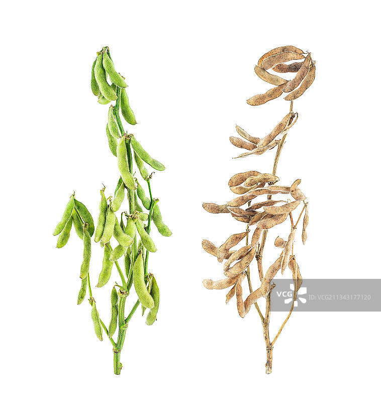 白背景上两棵大豆株图片素材