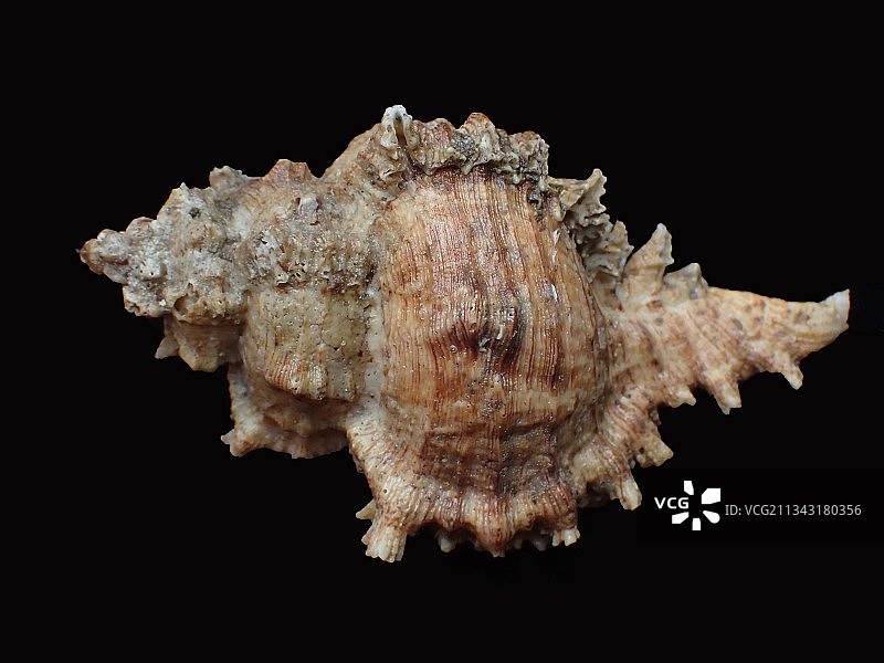亚洲千手螺（Chicoreus asianus）图片素材