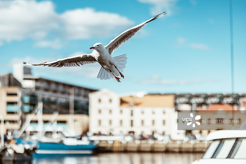 霍巴特港的海鸥图片素材