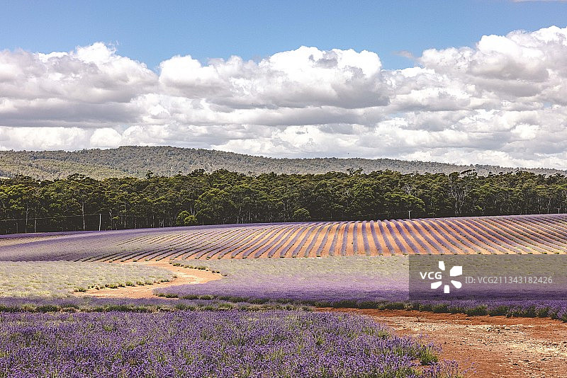 薰衣草农场图片素材