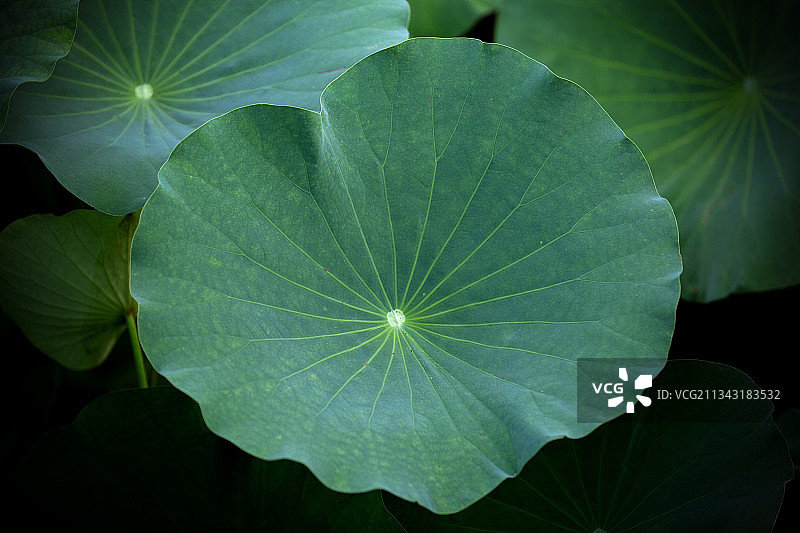 夏日荷花图片素材