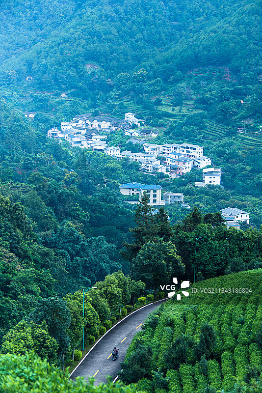 茶田风光图片素材