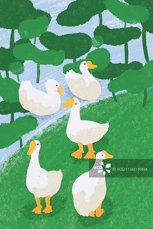 水边的大白鹅图片素材