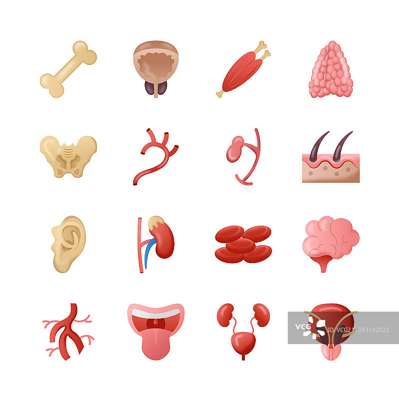 内部器官扁平图标包图片素材