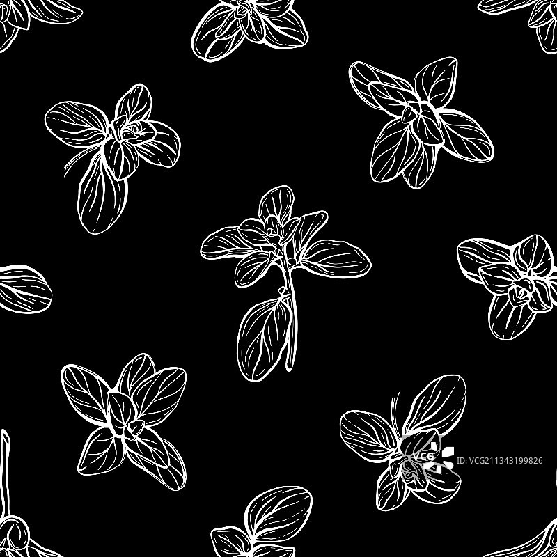 罗勒与马郁兰无缝图案图片素材