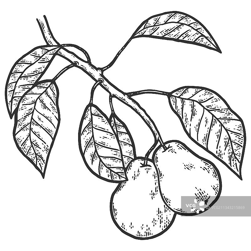 梨树枝素描刮板仿色图片素材