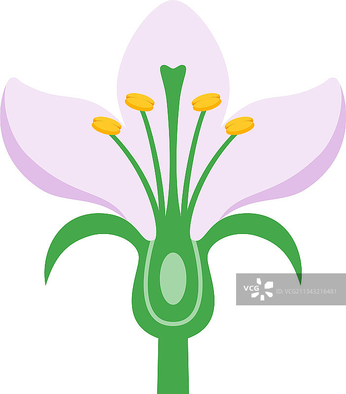 植物花卉结构图片素材