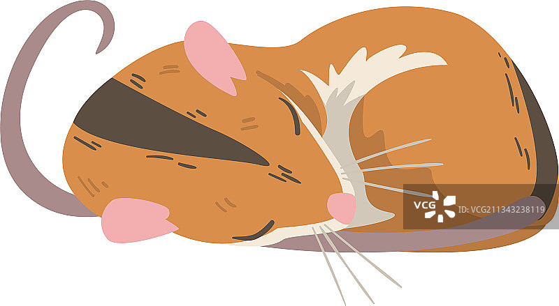 长尾条纹田鼠小啮齿动物图片素材