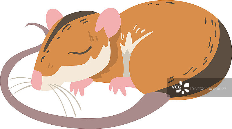 长尾条纹田鼠小啮齿动物图片素材