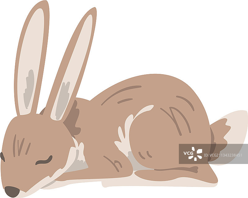 睡着的野兔图片素材