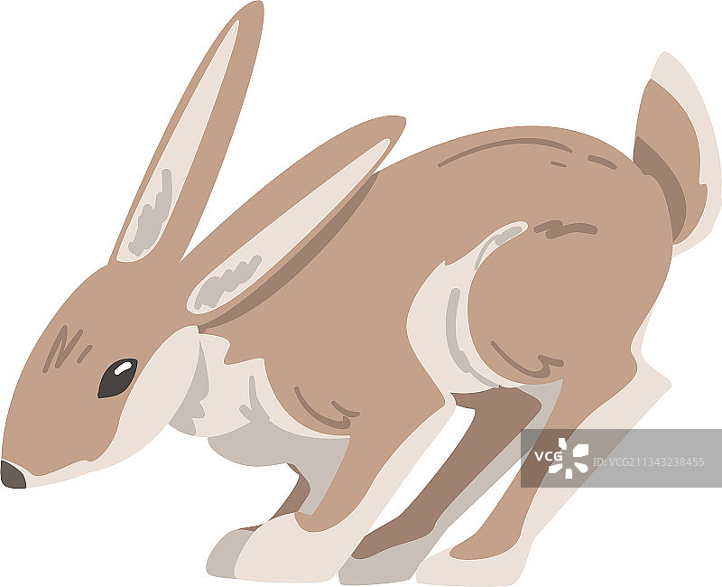 跳跃的敏捷野兔图片素材