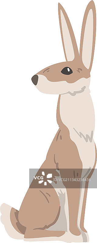 坐着的野兔图片素材