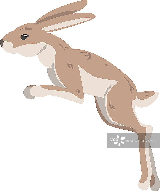 跳跃的敏捷野兔图片素材