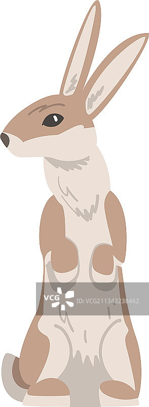 后腿站立的野兔图片素材