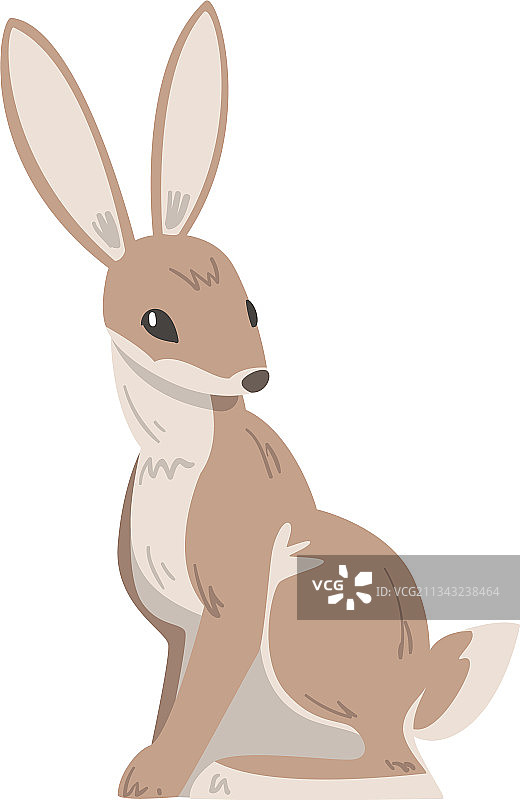 坐着的野兔图片素材