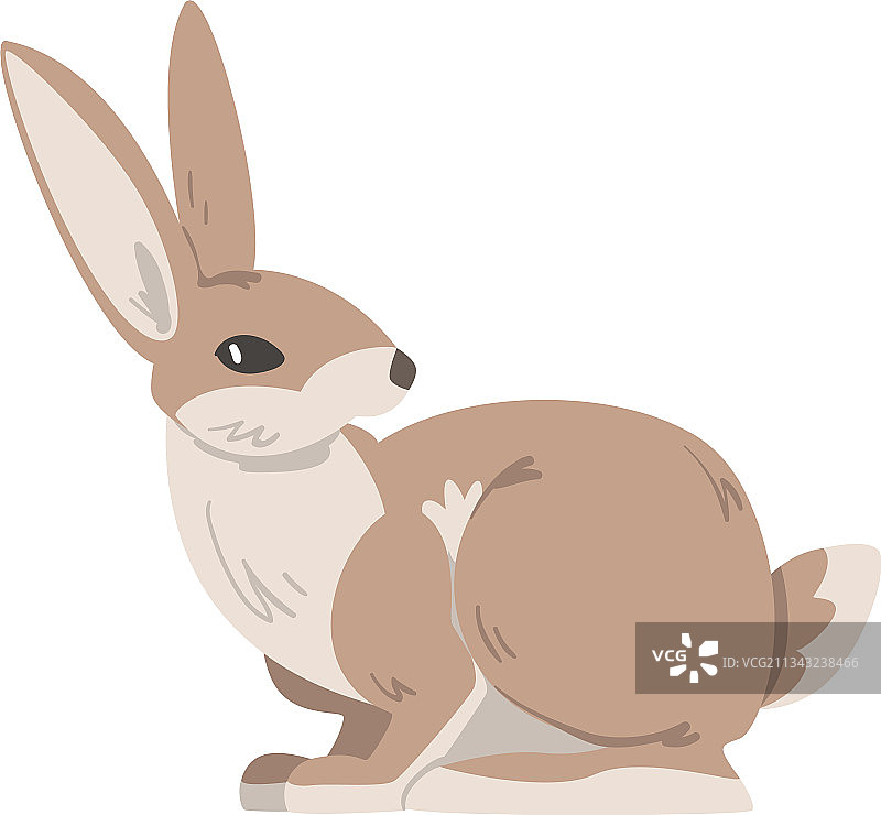 坐着的野兔图片素材