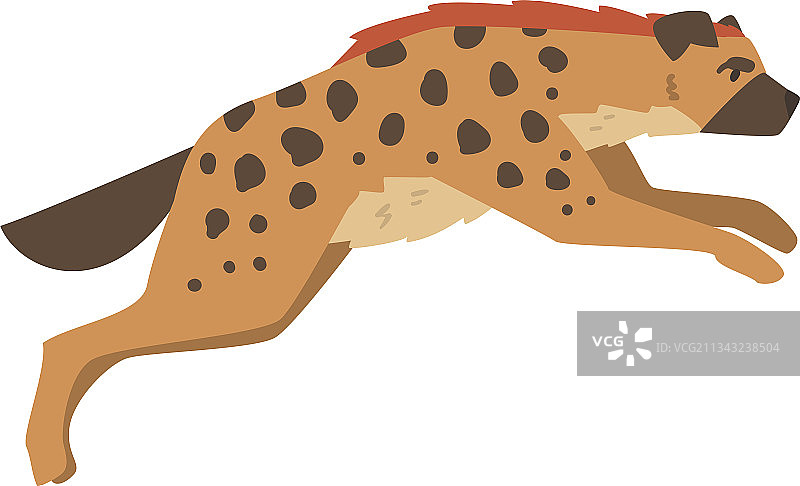 斑点鬣狗图片素材