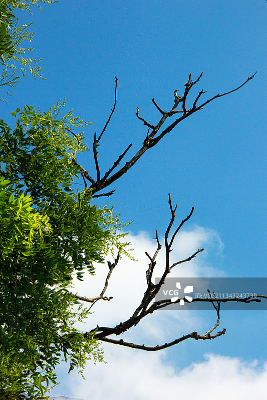蓝天下绿油油的树叶与干枯的树枝图片素材