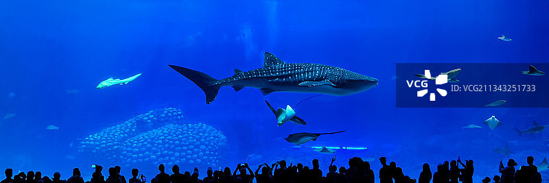 海洋鲸鲨图片素材