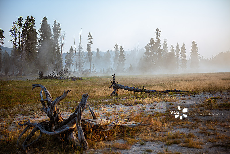 清晨Biscuit Basin的树干图片素材