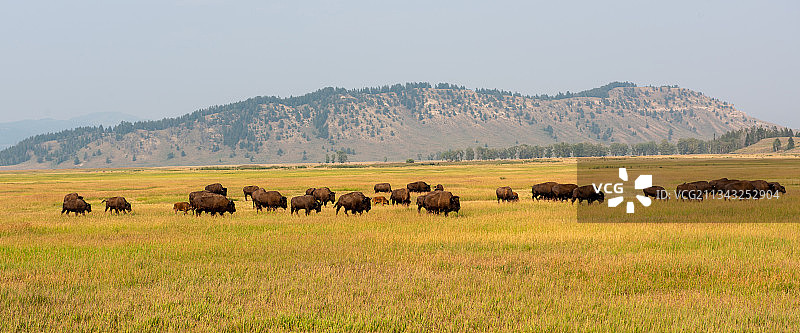 大提顿国家公园的野牛图片素材