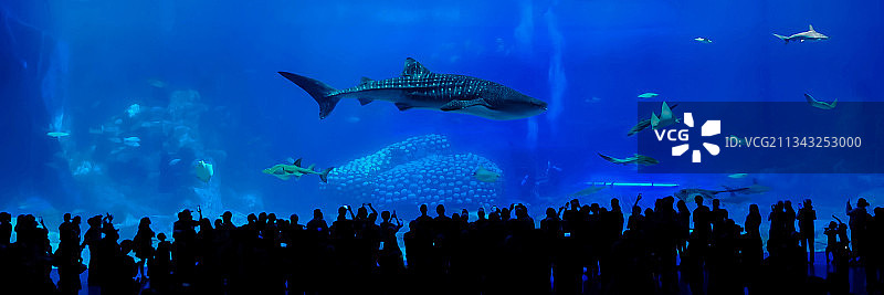 海洋鲸鲨图片素材