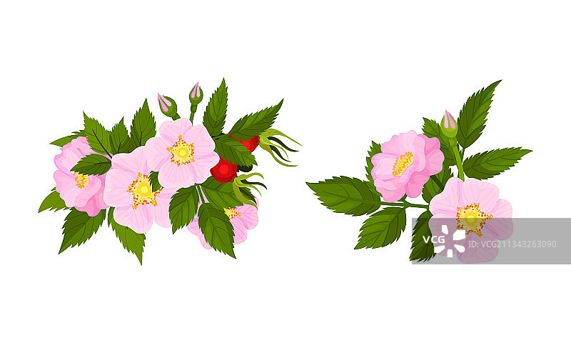 柔嫩粉色狗蔷薇图片素材