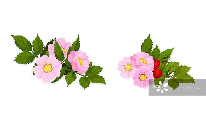 柔嫩粉色狗蔷薇图片素材