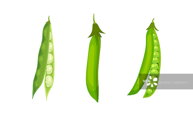 豆荚和豆类作物图片素材