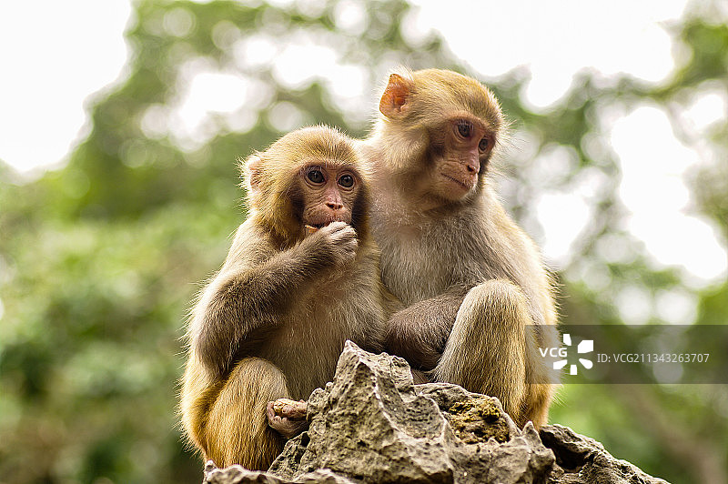 两只猴子图片素材