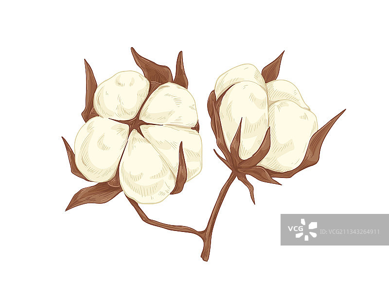 蓬松柔软的棉花图片素材