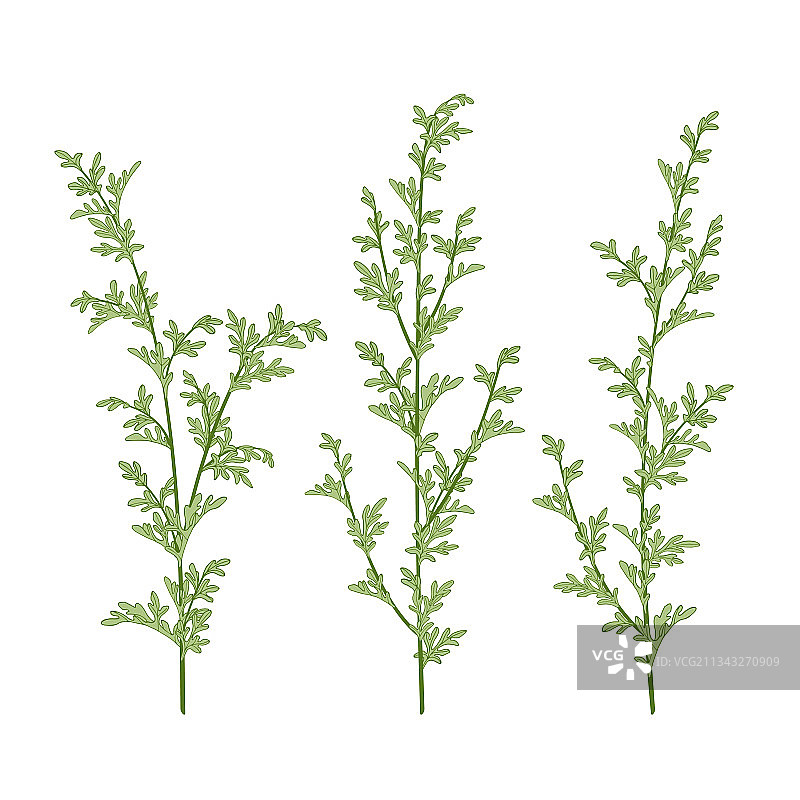 苦艾草图片素材