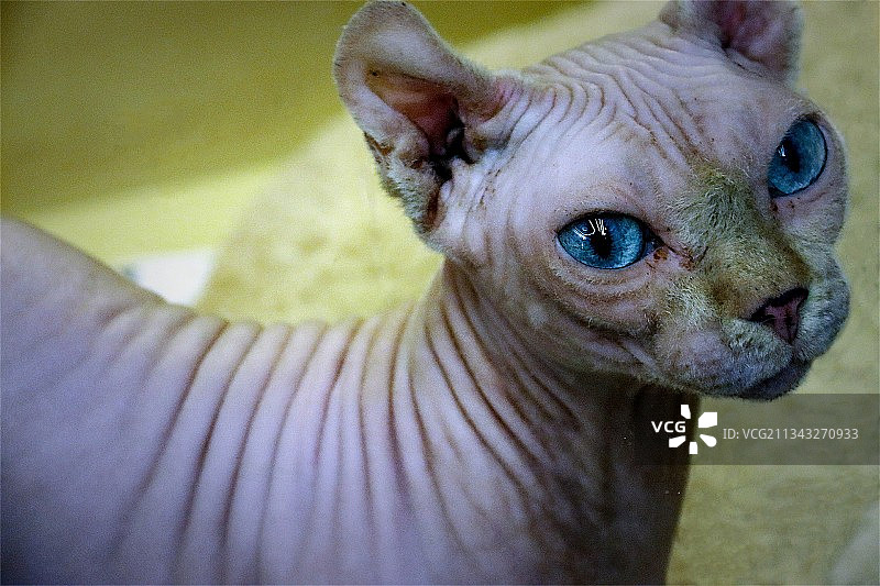 斯芬克斯猫（无毛猫）图片素材