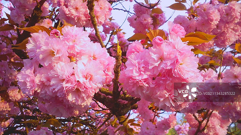 粉红色樱花的特写图片素材
