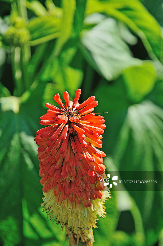 德国莱茵河畔魏尔，红色花的特写图片素材