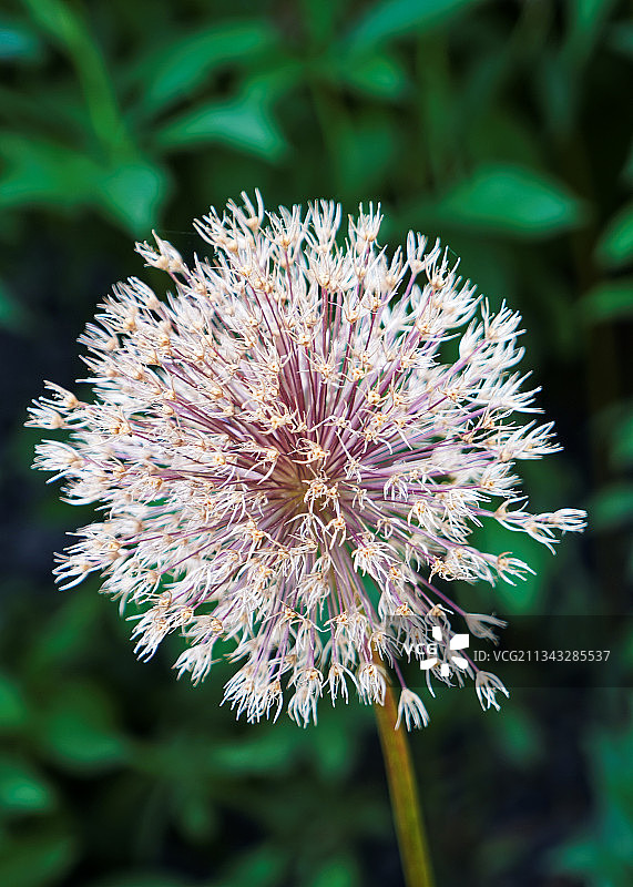 无名花图片素材