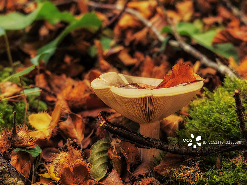 蘑菇在田间生长的特写镜头图片素材