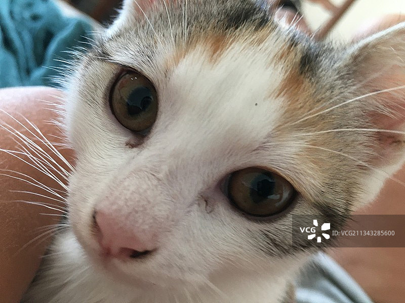 猫的特写肖像图片素材