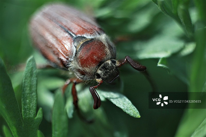 树叶上昆虫的特写镜头图片素材