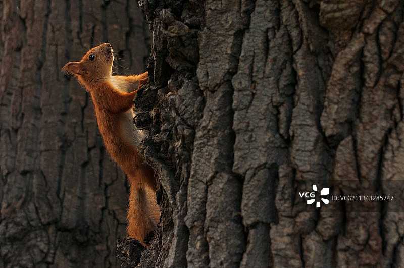 树干上灰色松鼠的特写图片素材
