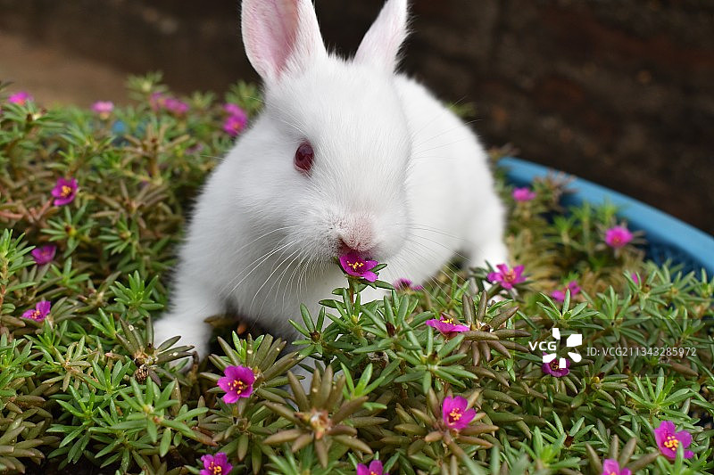 田野上兔子特写图片素材