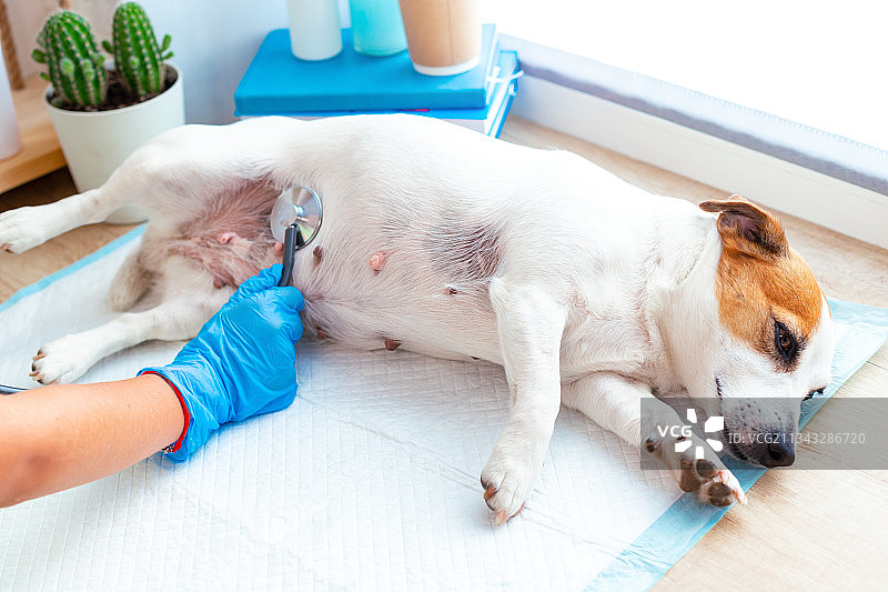 在硬木地板上抚摸纯种犬的手部特写图片素材