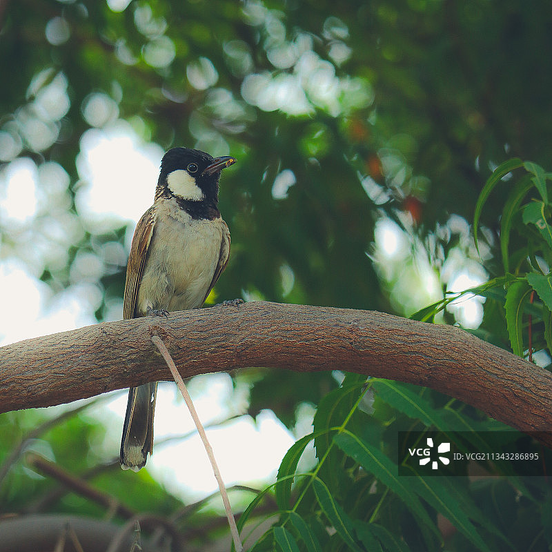 低角度拍摄：热带雀形鸟栖息在树上图片素材