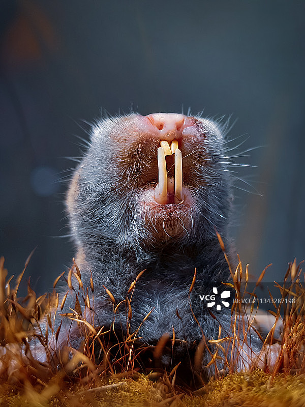 田野上的刺猬特写图片素材