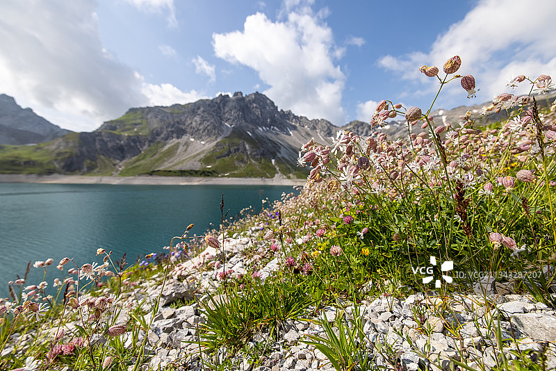 奥地利布卢登茨的卢纳湖畔鲜花植物和山脉风光图片素材