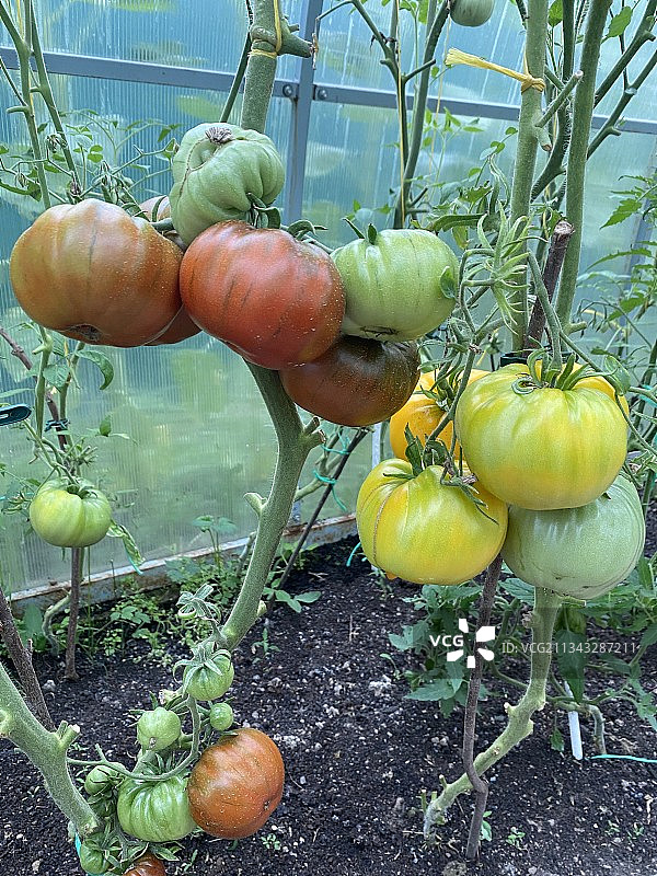 植物上生长的西红柿特写，俄罗斯图片素材