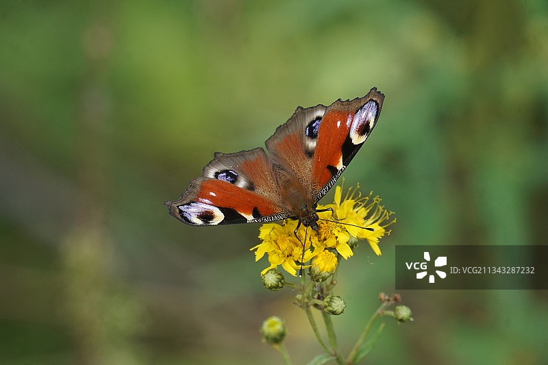 蝴蝶在花上授粉的特写镜头图片素材