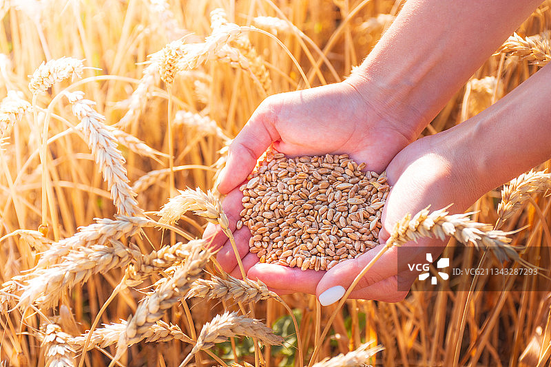 农民在农场里拿着收割的麦子图片素材